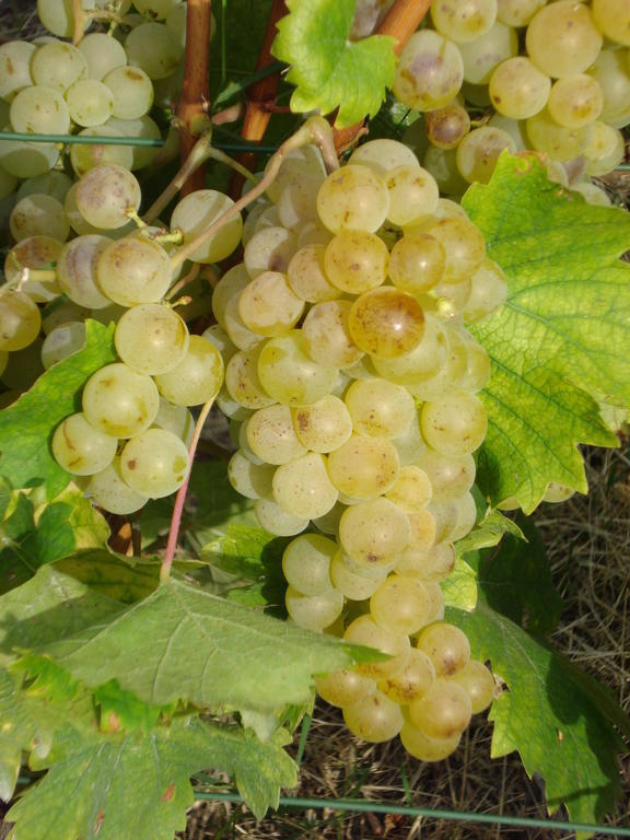 Agriturismo Cascina L'Arche Santo Stefano Belbo Eksteriør billede
