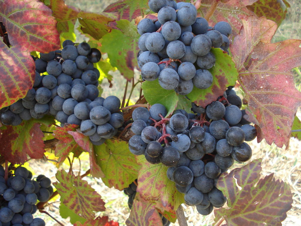 Agriturismo Cascina L'Arche Santo Stefano Belbo Eksteriør billede